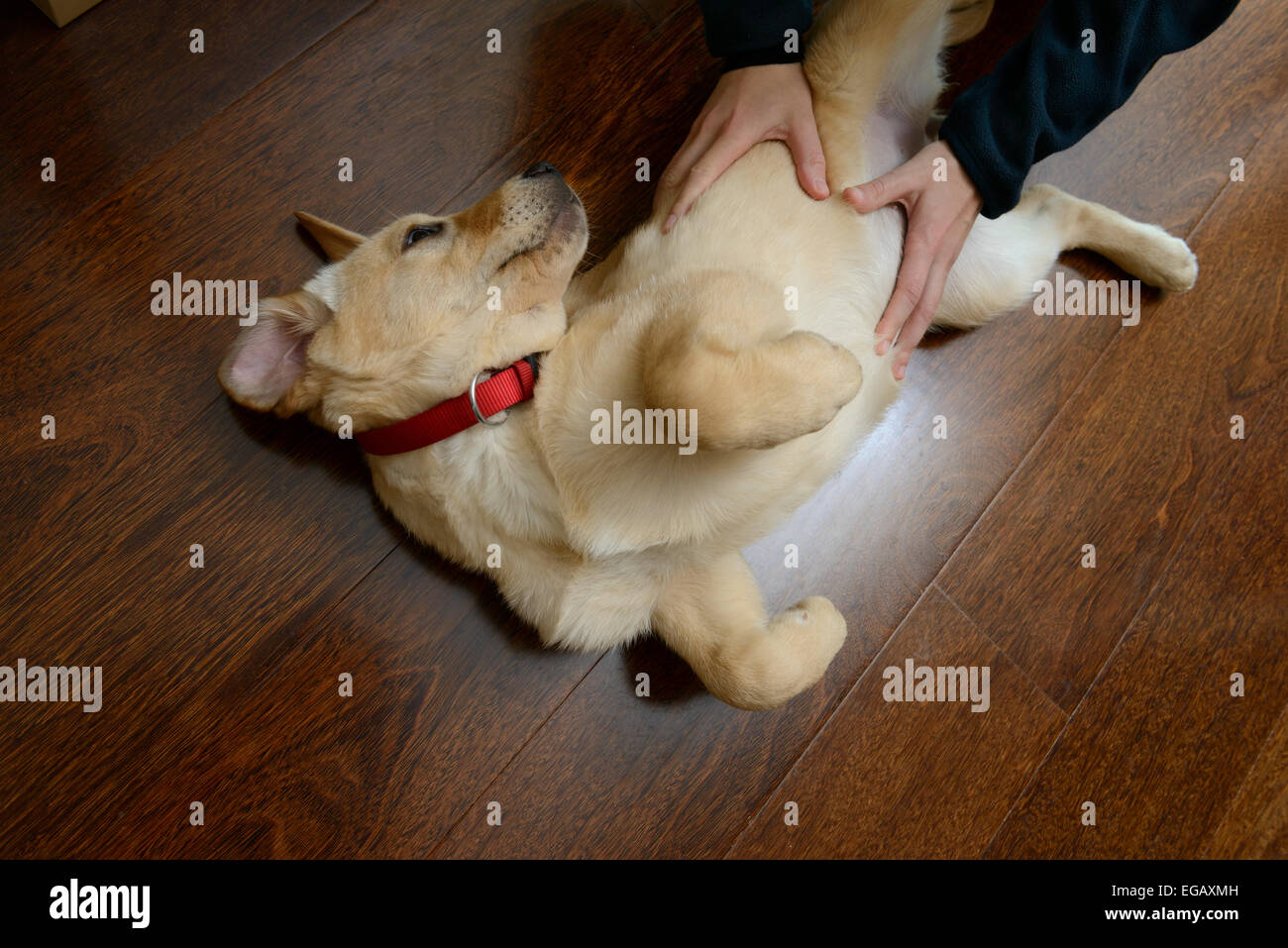 Persona petting giallo labrador golden retriever cucciolo mix Foto Stock
