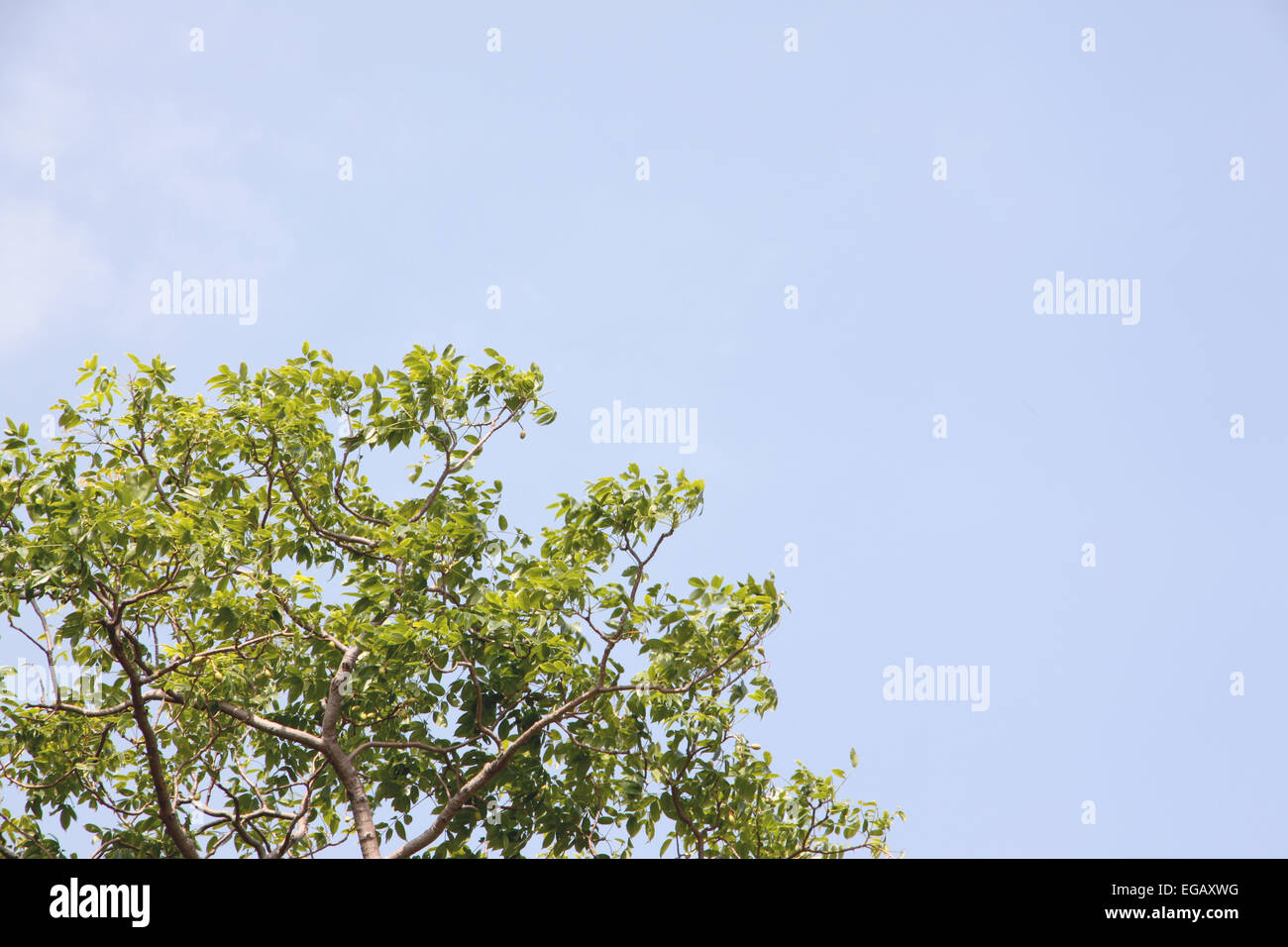 I verdi alberi sul cielo blu sullo sfondo. Foto Stock