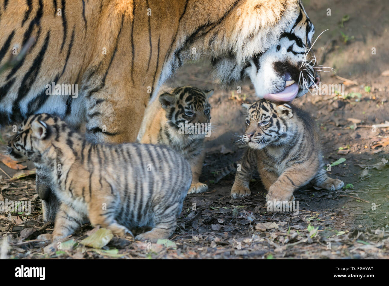 Tre Chester Zoo tre settimane vecchio tigre siberiana cubs (Panthera tigris altaica) nella foto con la mamma. Foto Stock