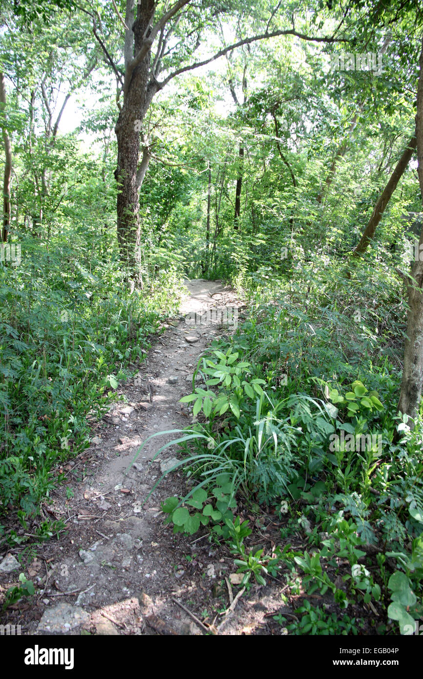 Sentiero nel bosco con prato verde e il grande albero. Foto Stock