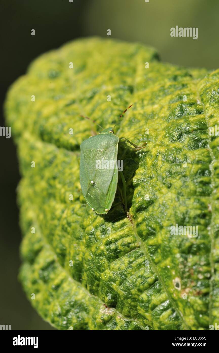 Southern Green Stink Bug - vegetali verdi (Bug Nezara viridula) sulla foglia di fagiolo francese Provenza - Francia Foto Stock