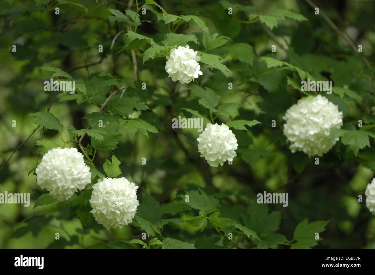 Snowball europea Bush (Viburnum opulus roseum) fioritura Belgio Foto Stock