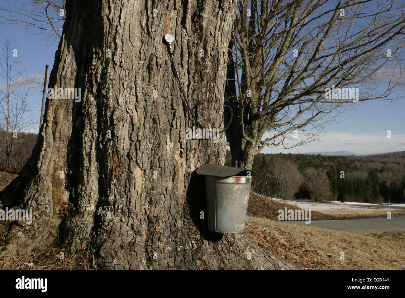 Un bucket di SAP in acero appeso su un albero a un acero zuccheraggio farm in Ashfield, Massachusetts. Nota manometro fissato all'albero. Foto Stock