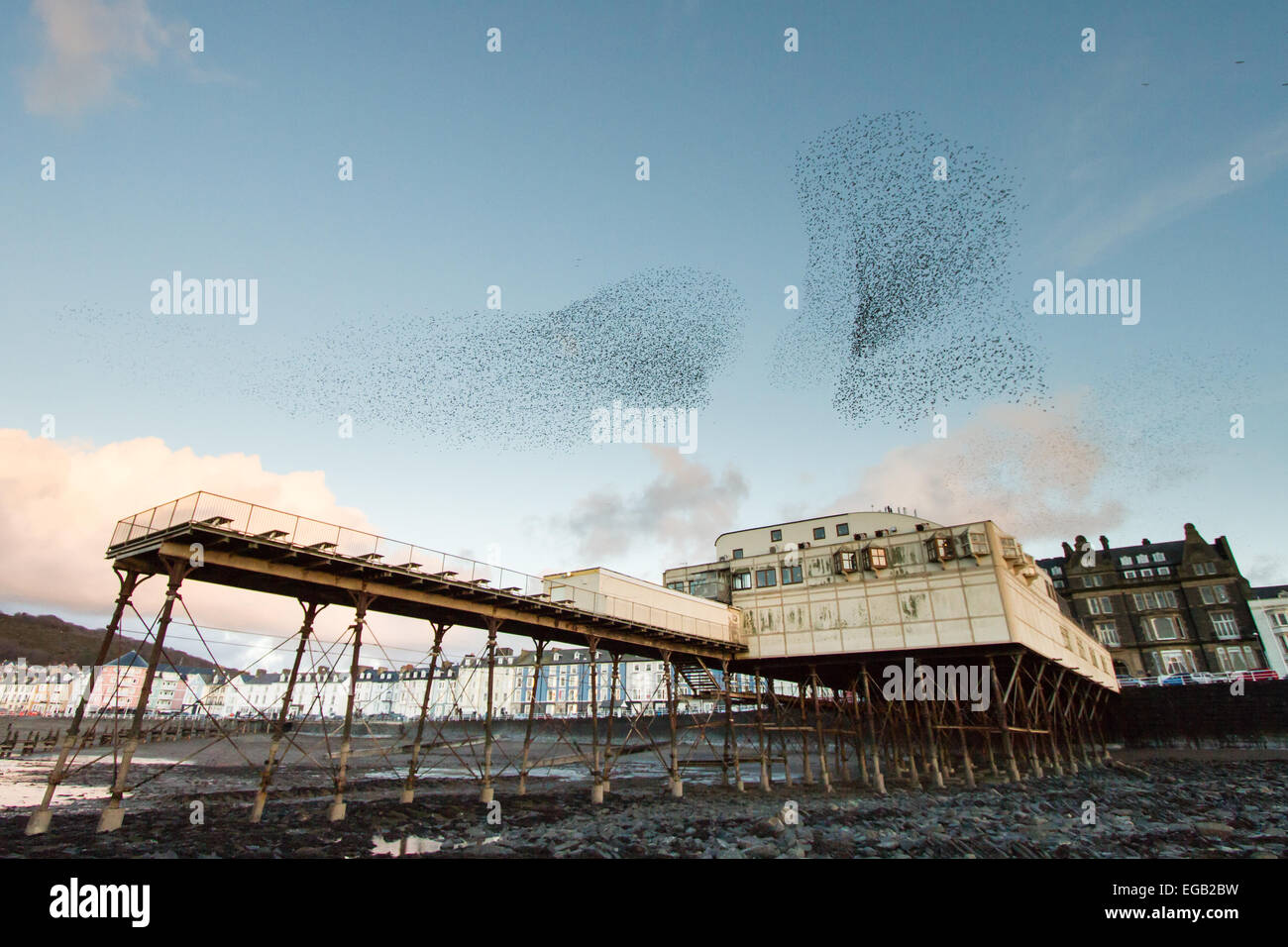 Aberystwyth, Wales, Regno Unito. Il 21 febbraio 2015. Meteo. Eccezionalmente bassa marea a molla rende possibile fotografare Aberystwyth pier e un murmuration di storni da un angolo non si vede spesso. Credito: Alan Hale/Alamy Live News Foto Stock