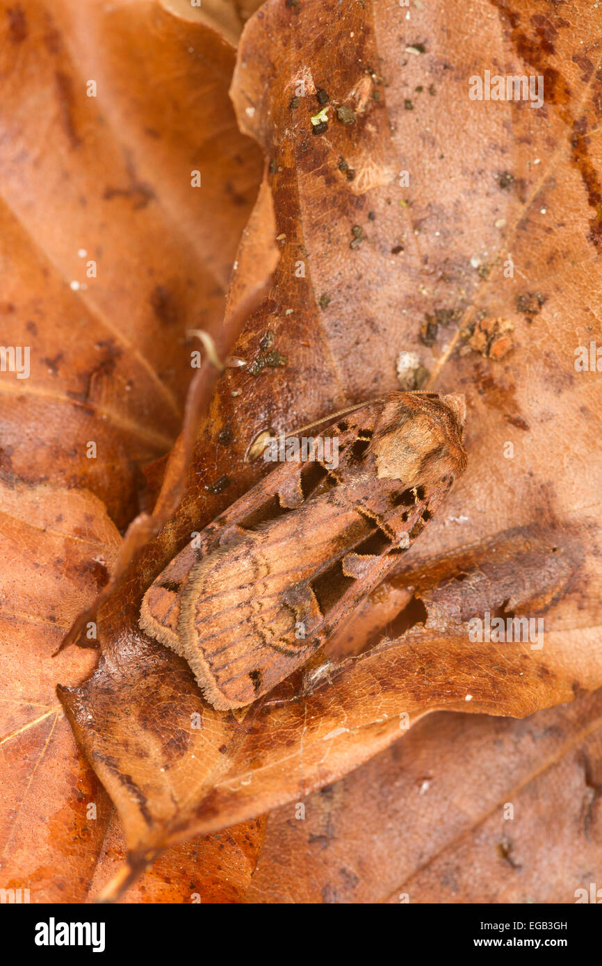 Triple-spotted argilla (Xestia ditrapezium) moth Foto Stock