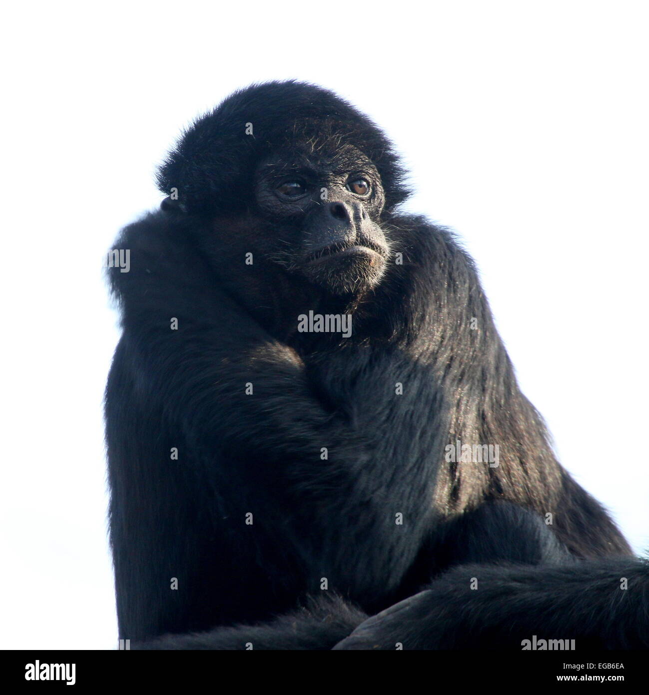 Ritratto di un colombiano a testa nera spider monkey (Ateles fusciceps Robustus) Foto Stock