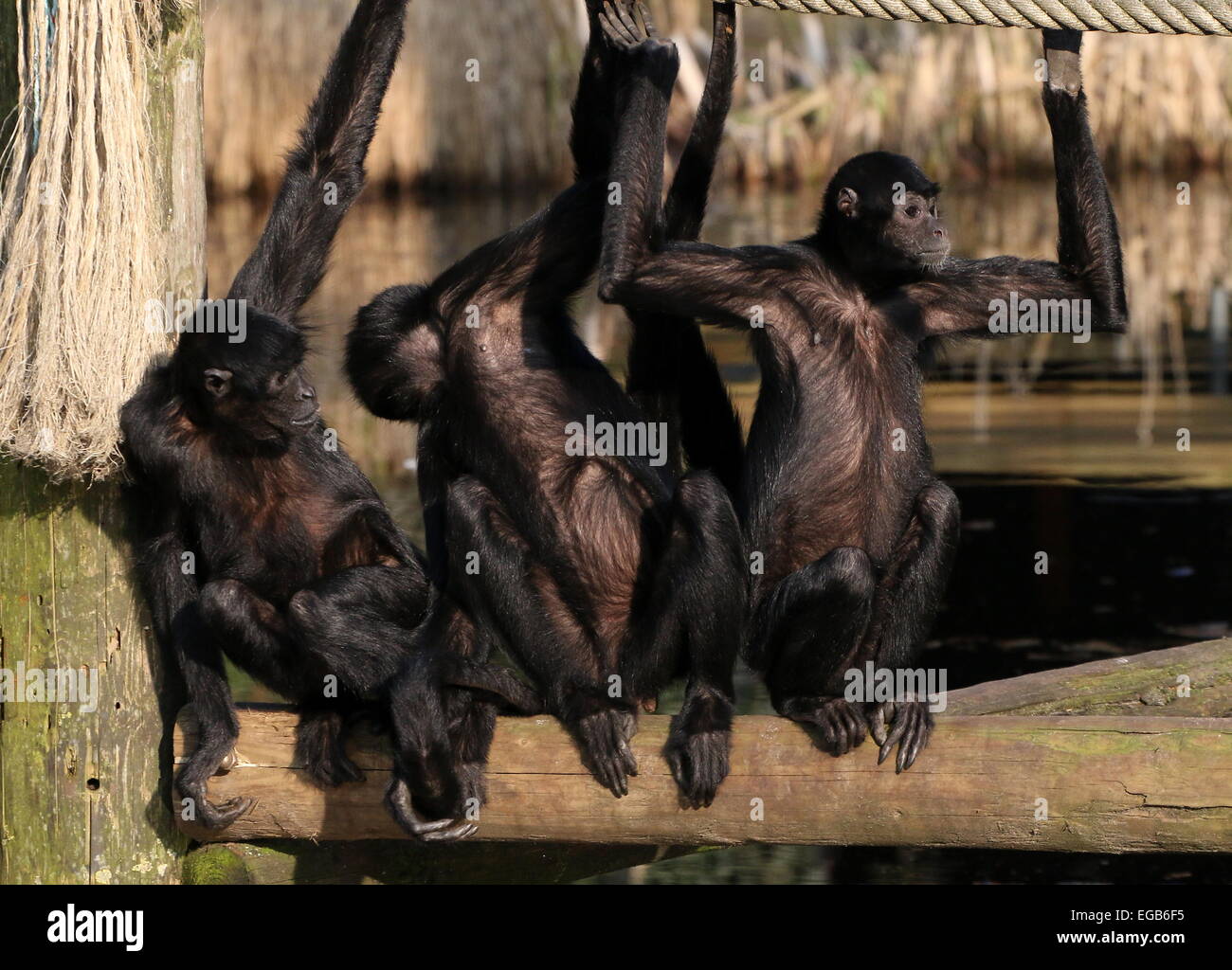 Tre colombiani a testa nera scimmie ragno (Ateles fusciceps Robustus) a zoo Emmen, Paesi Bassi Foto Stock