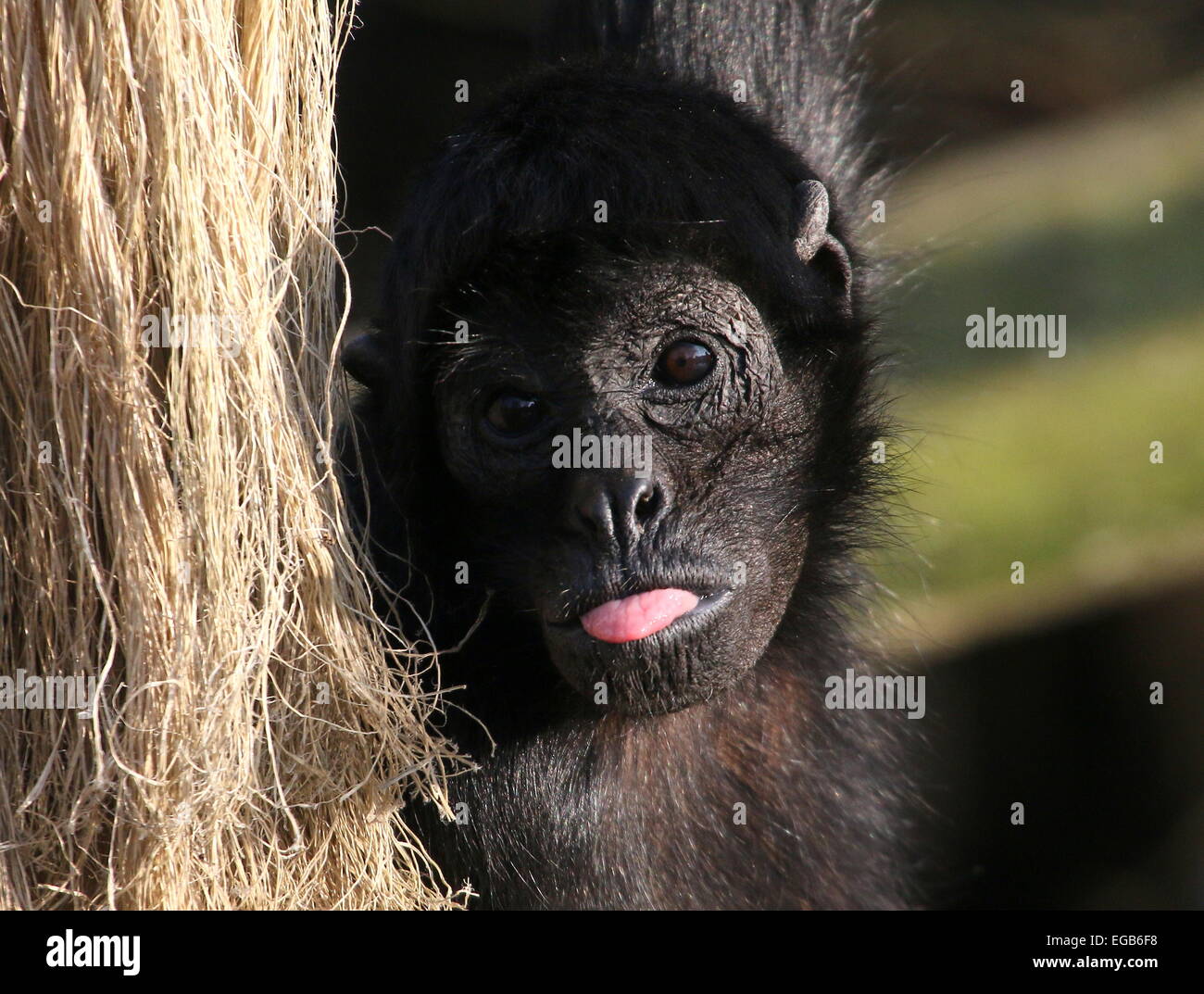 Nero colombiano intitolata spider monkey (Ateles fusciceps Robustus) attaccare fuori la sua lingua Foto Stock