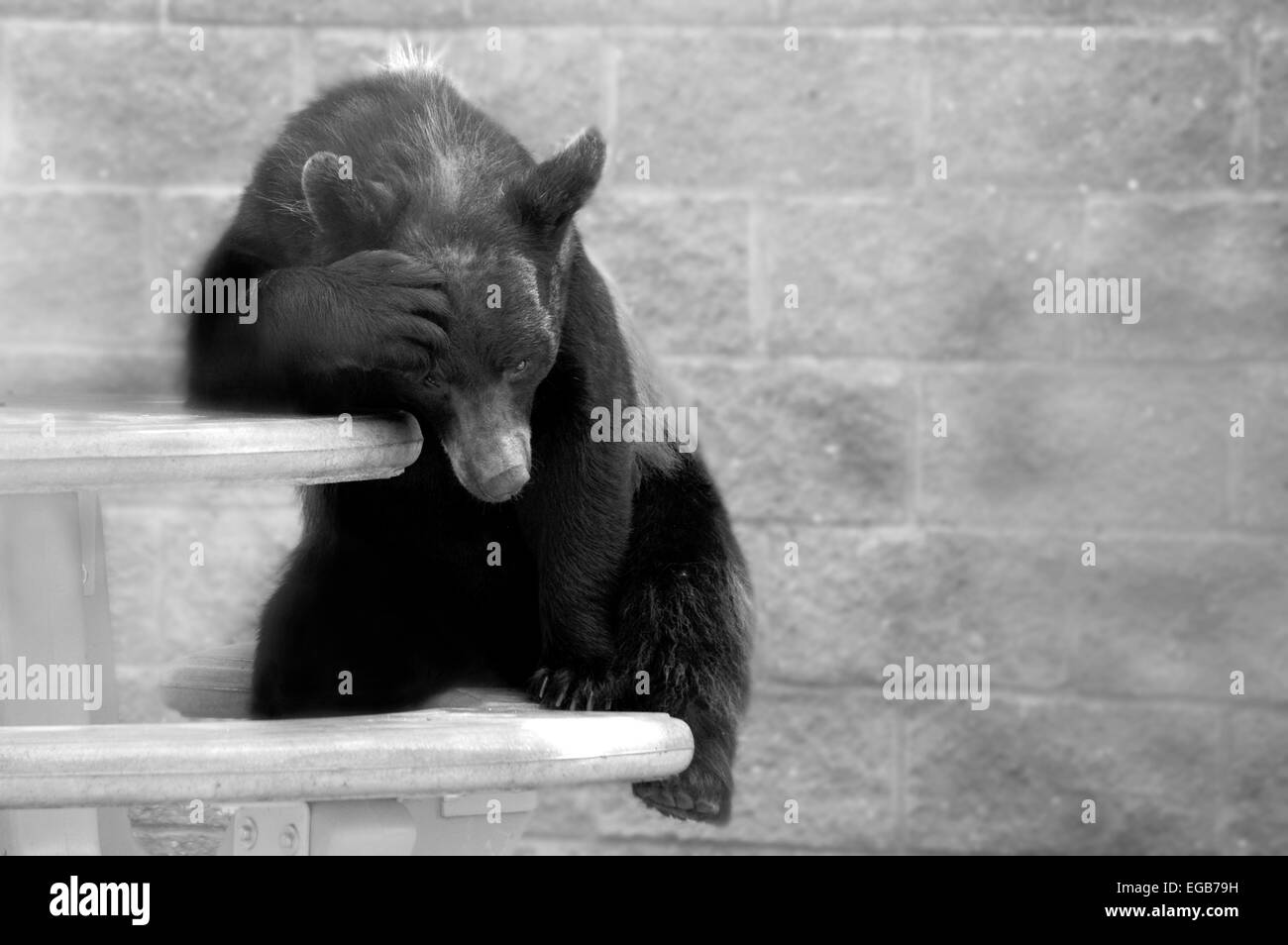 Orso triste Foto Stock