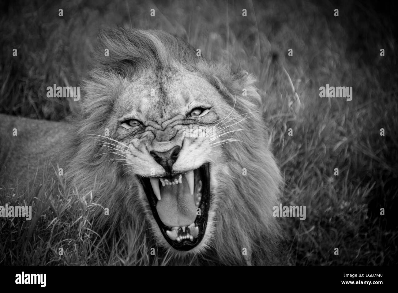 Un maschio di leone recanti il suo denti Foto Stock