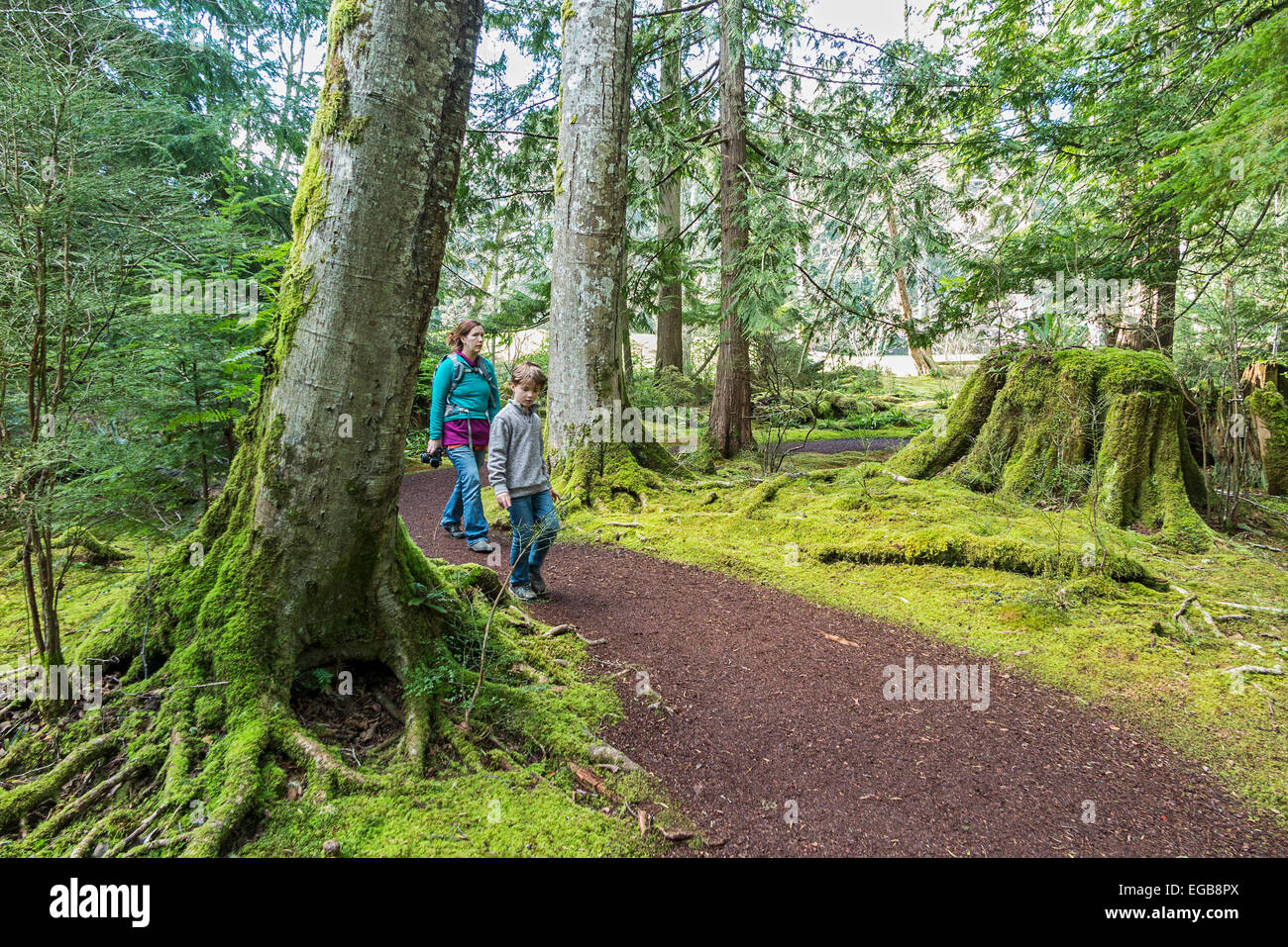 Percorso di pacifica attraverso moss coperti di alberi in Bloedel riserva. Foto Stock