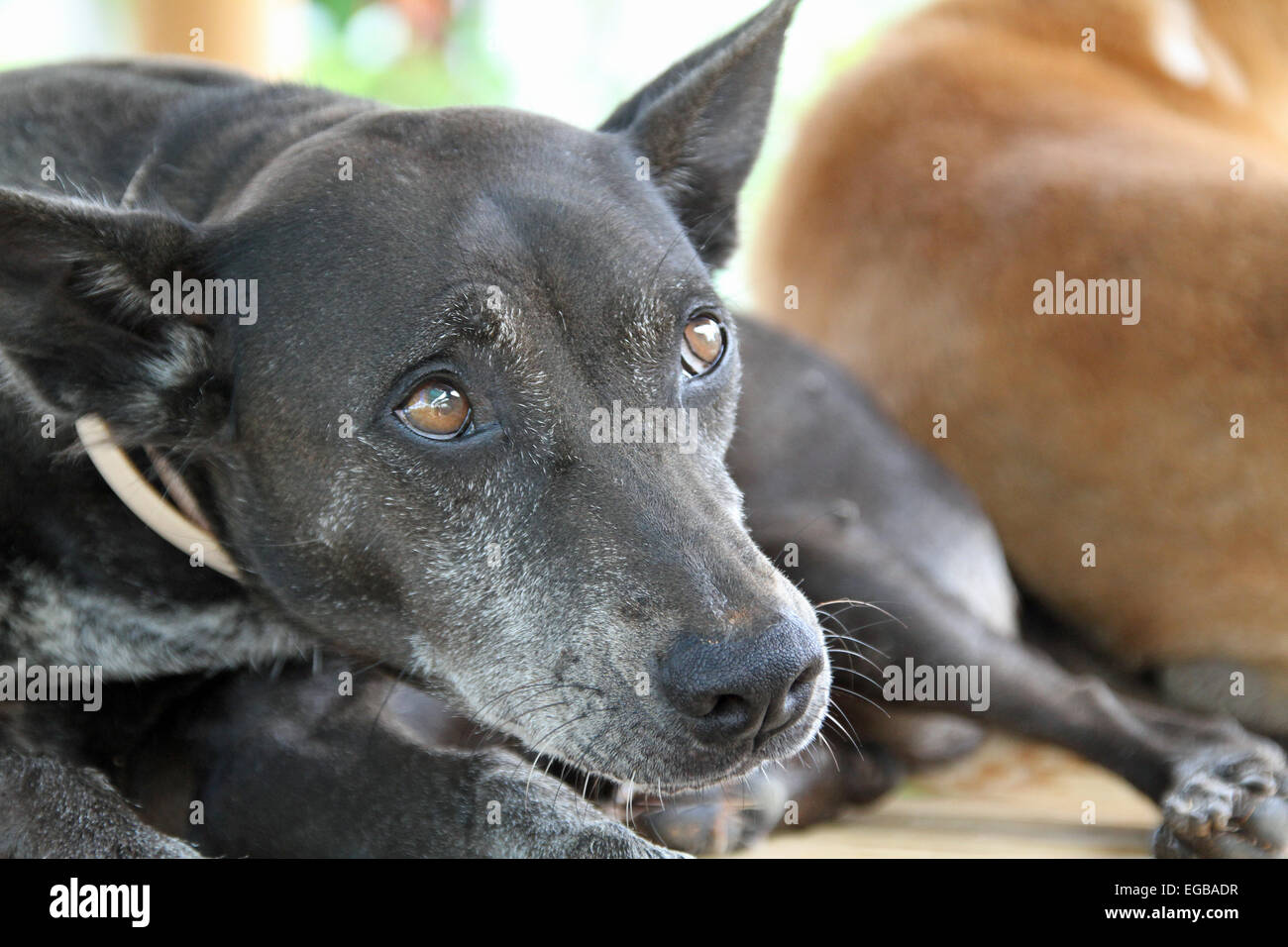 Cane nero timido Foto Stock