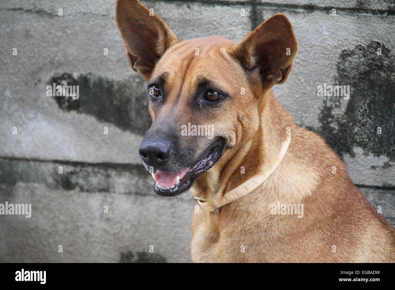 Cane bruno contro il muro di cemento Foto Stock