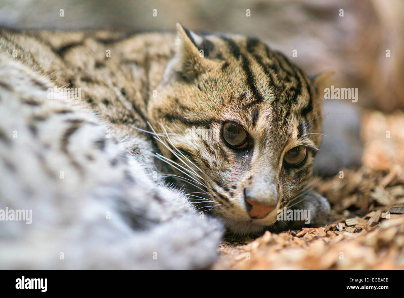 La pesca Gatto sdraiato a terra Foto Stock