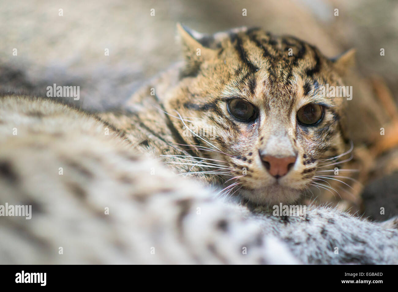 La pesca Gatto sdraiato a terra Foto Stock