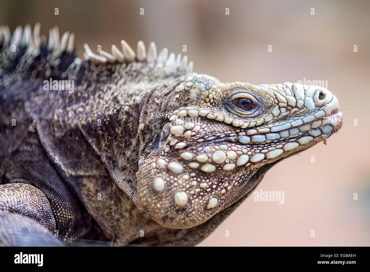 Ritratto di un cubano rock iguana Foto Stock