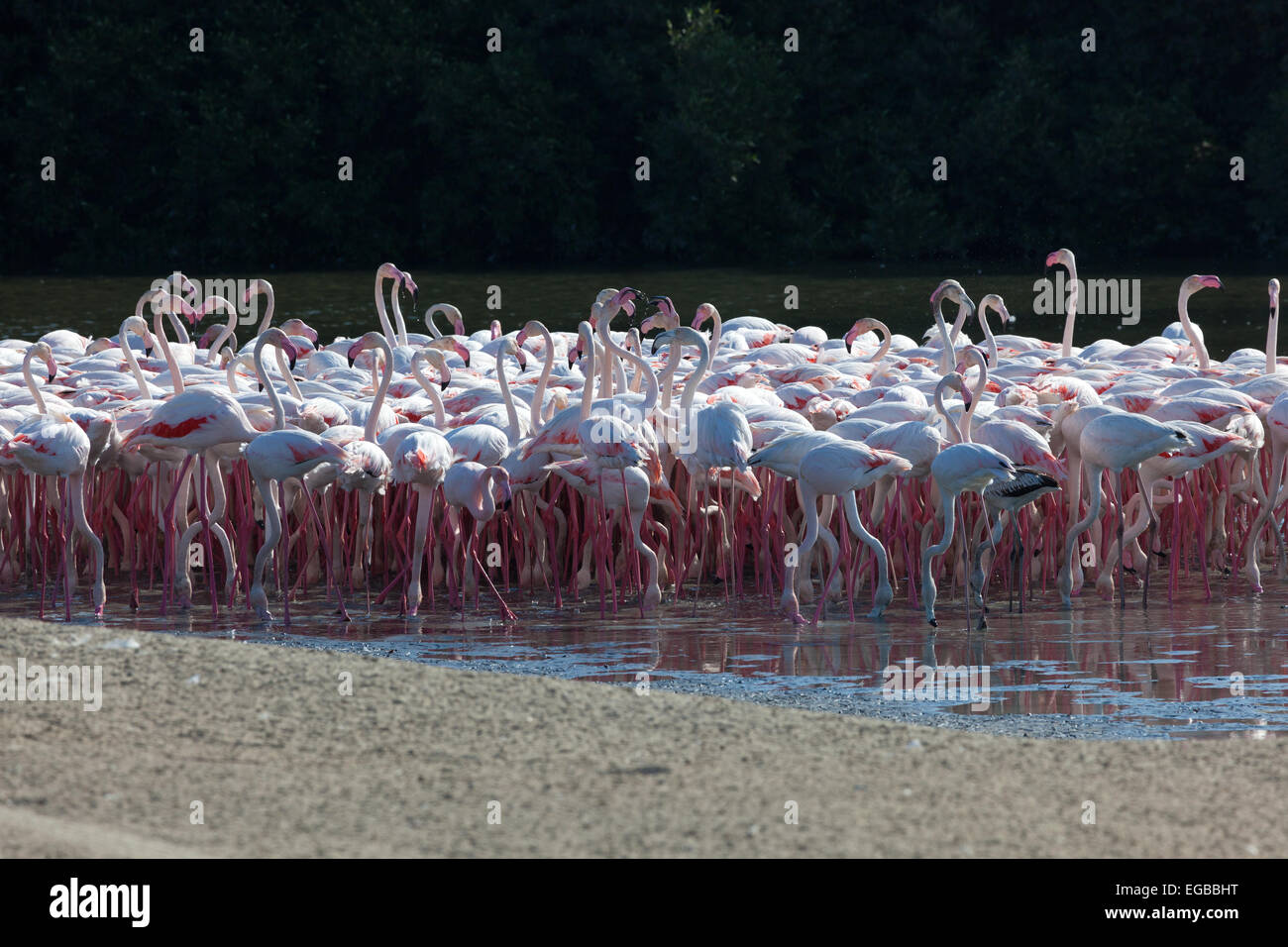 Maggiore i fenicotteri a Ras Al Khor Wildlife Sanctuary in Dubai Emirati Arabi Uniti Foto Stock