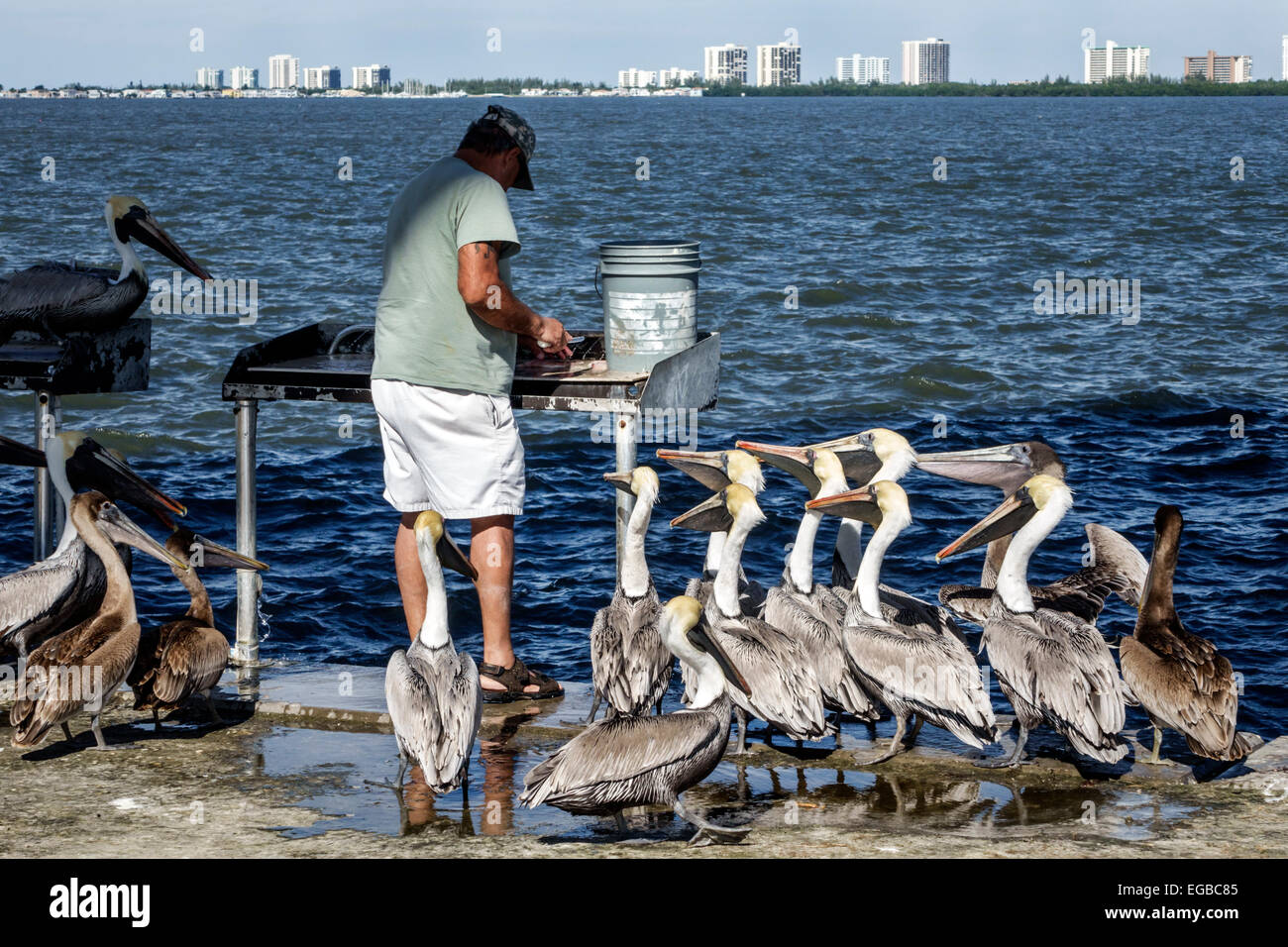 Jensen Beach Florida, Indian River Water Lagoon, acqua, adulti uomo uomo uomini maschi, pescatore, stazione di pulizia, scalatura, pesce, cattura, alimentazione, scarti, peli bruni Foto Stock