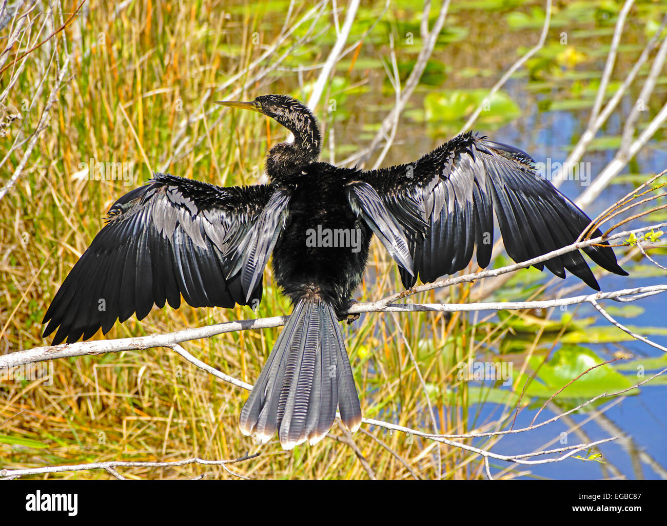 Anhinga uccello sull'Anhinga Trail nel parco nazionale delle Everglades, Florida. Foto Stock