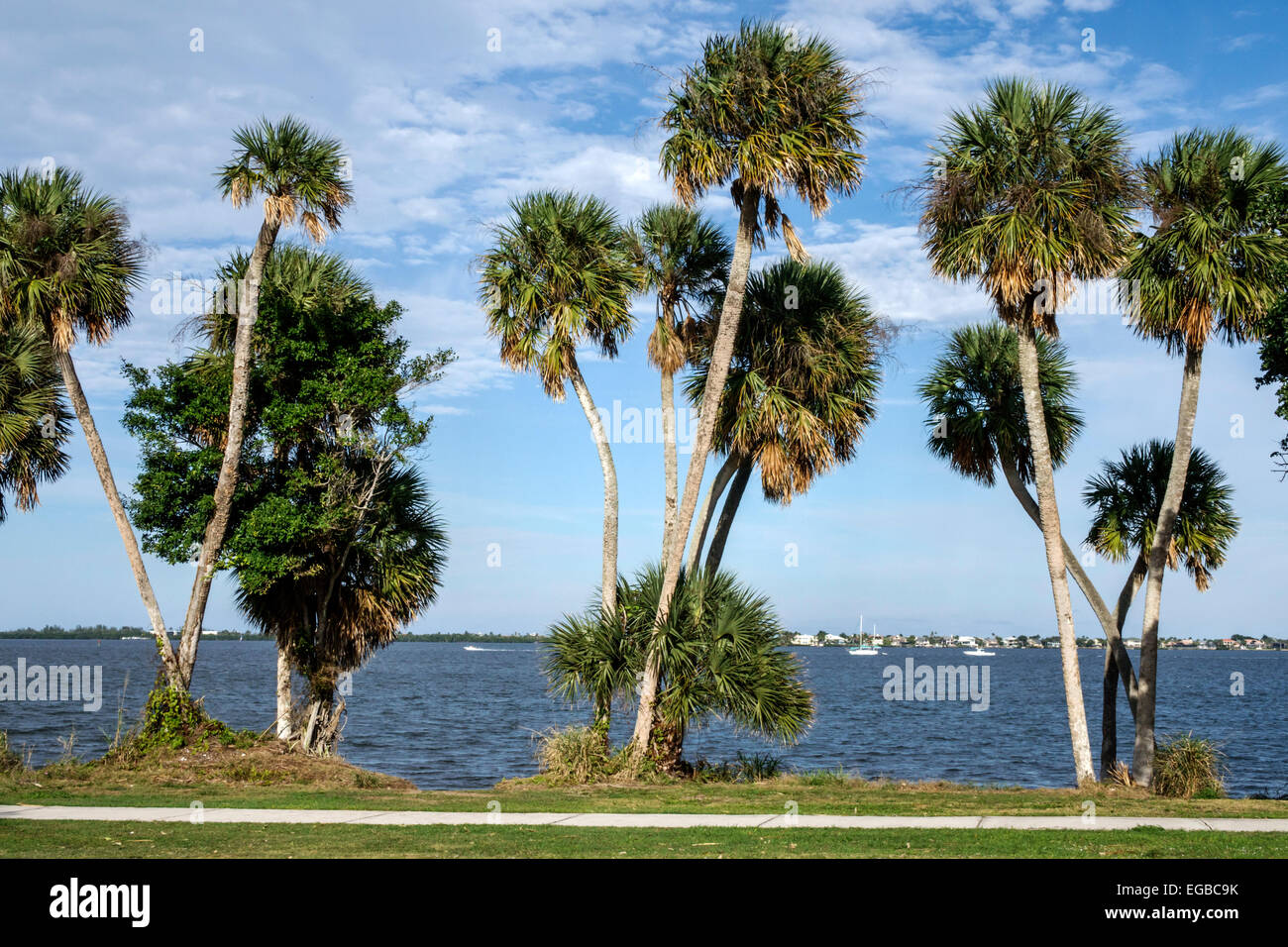 Florida Jensen Beach Indian River Lagoon, cavolo Sabal palme alberi alberi alberi paesaggio acquatico, Foto Stock