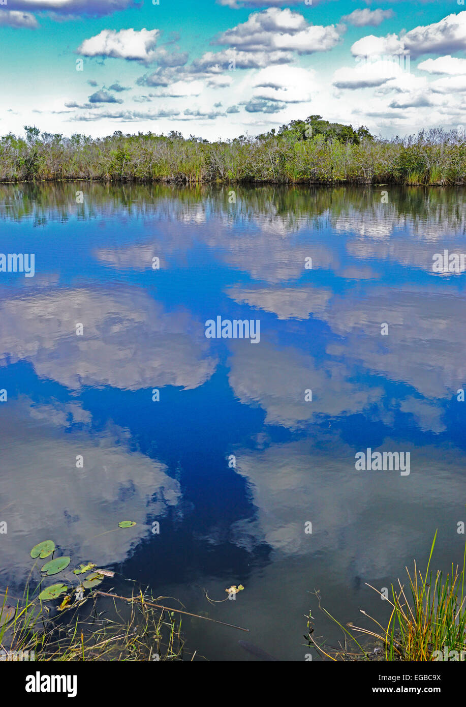 Parco nazionale delle Everglades, "fiume d'erba" in Florida. Foto Stock