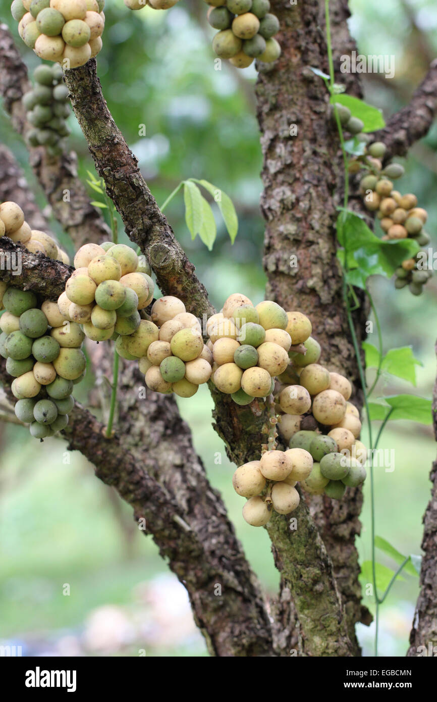 Wollongong freschi frutti su albero nel frutteto. Foto Stock