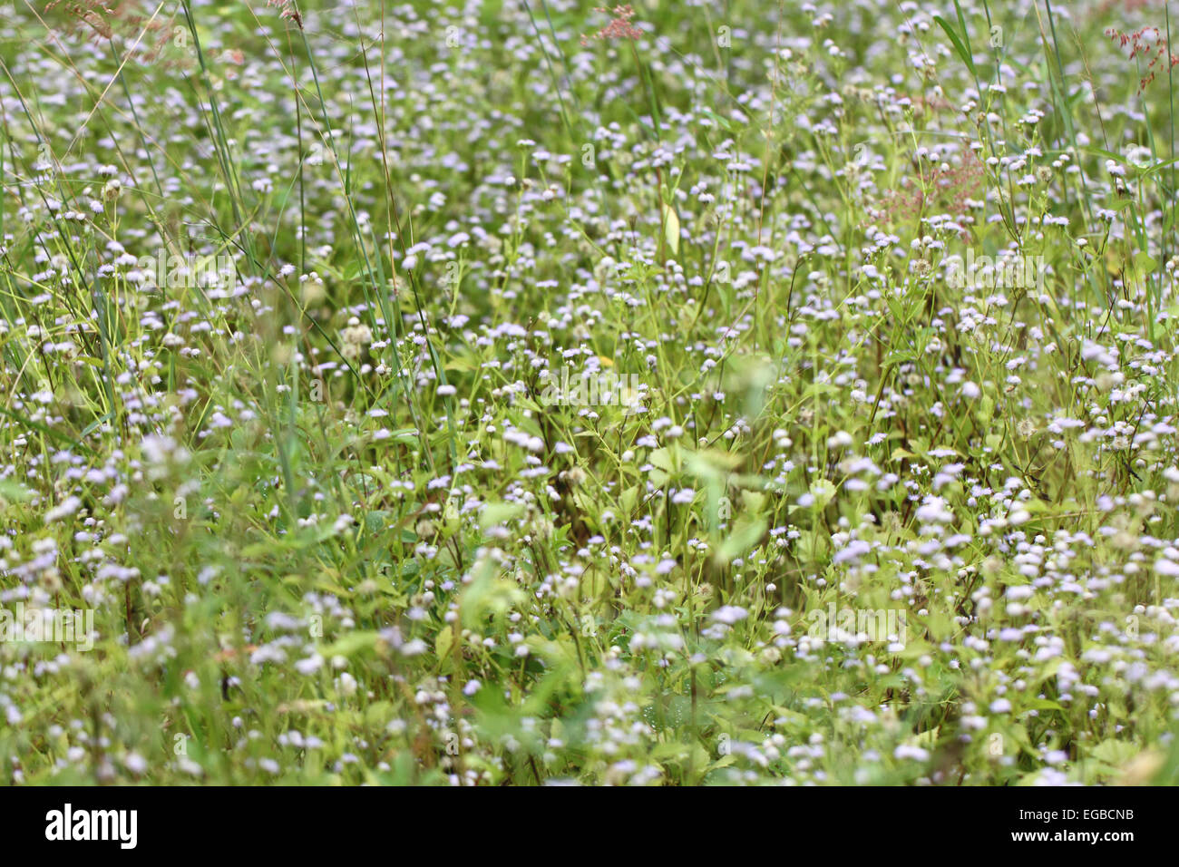 Fiori colorati di erba di prato per sfondo naturale. Foto Stock