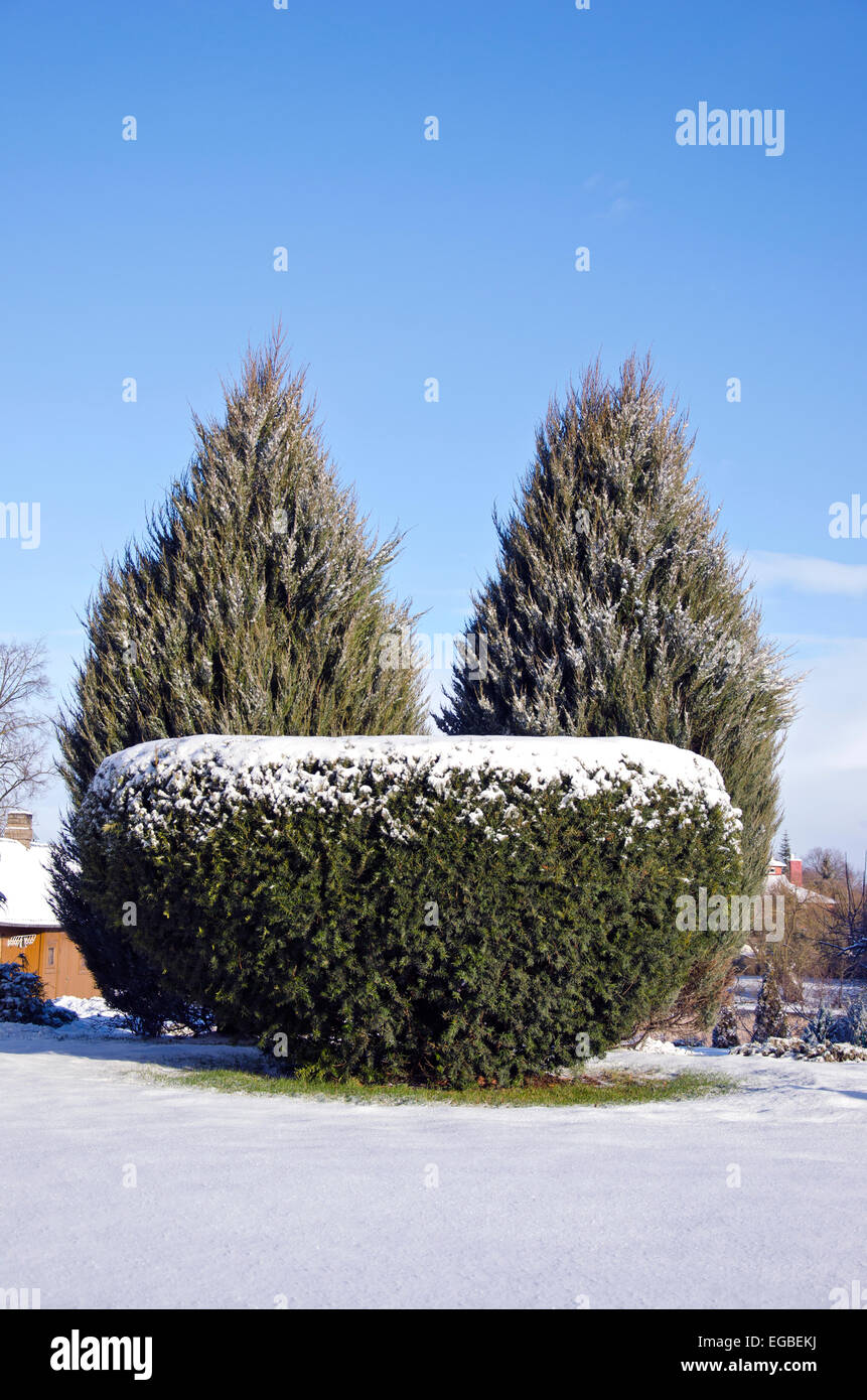 Decorative albero sempreverde bush thuja in inverno tempo park Foto Stock