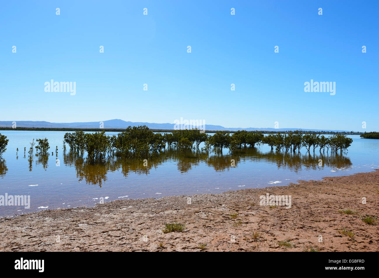 Costiere di mangrovie, rosso banche, Spencer Gulf, Porto Augusta, Sud Australia Foto Stock
