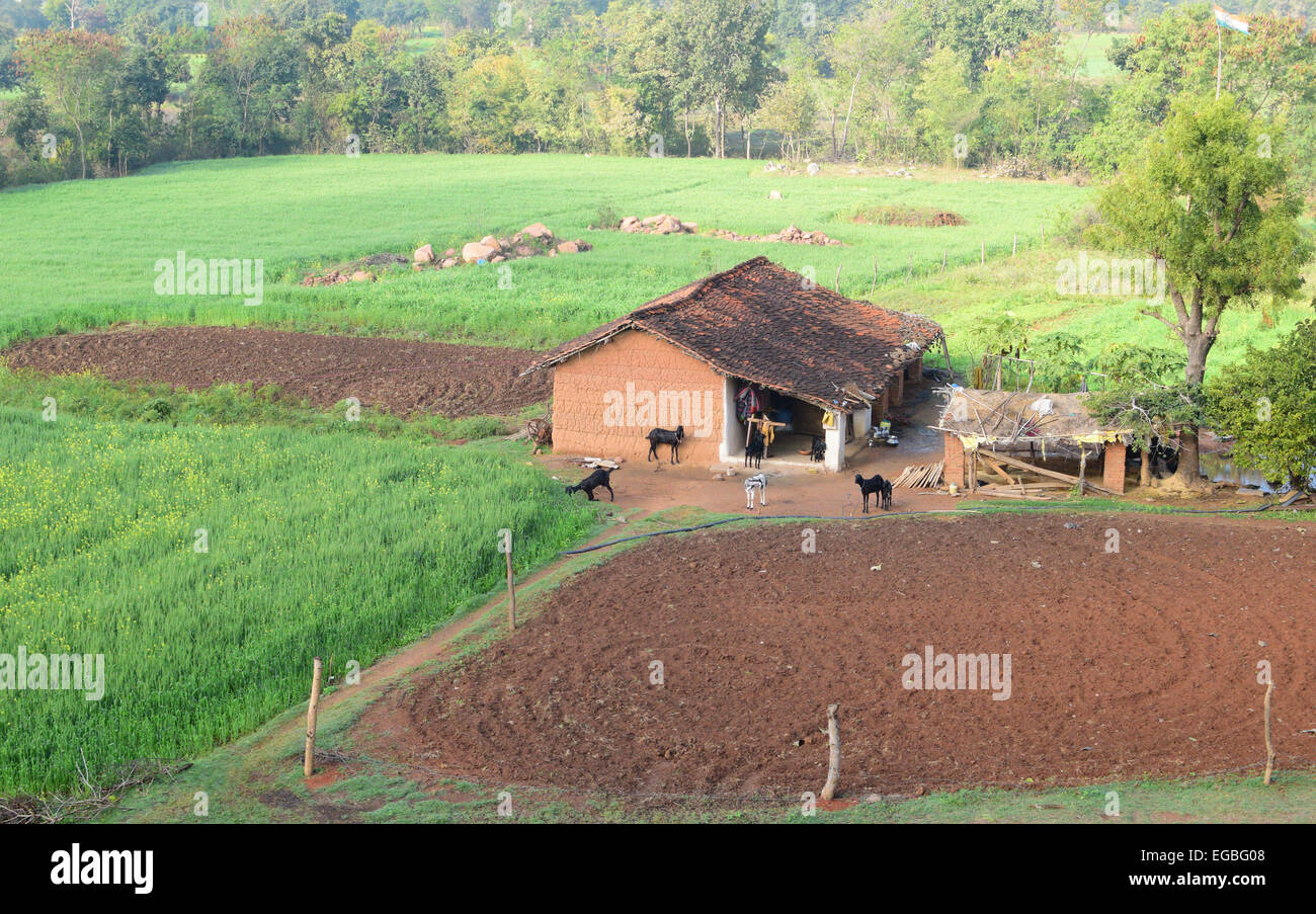 Il Madhya Pradesh India borgo contadino Hut Home nel mezzo di mostarda di campi di raccolto Foto Stock