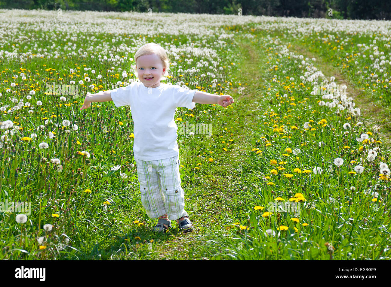 Un bambino piccolo il ragazzo gioca su un verde prato con il tarassaco Foto Stock
