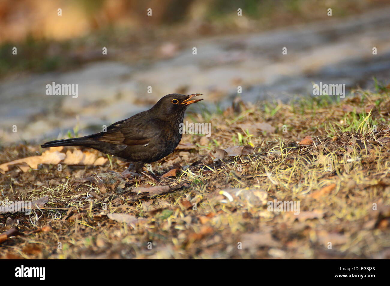 Femmina di Merlo guardando dopo che il materiale per il nido Foto Stock