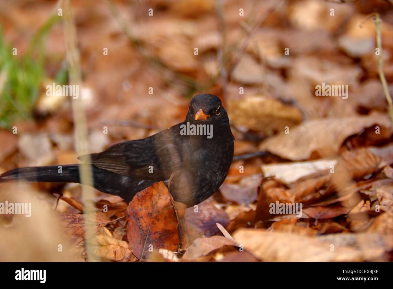 Turdus merula-merlo, la ricerca per le reti materiali tra il vecchio foglie in primavera Foto Stock