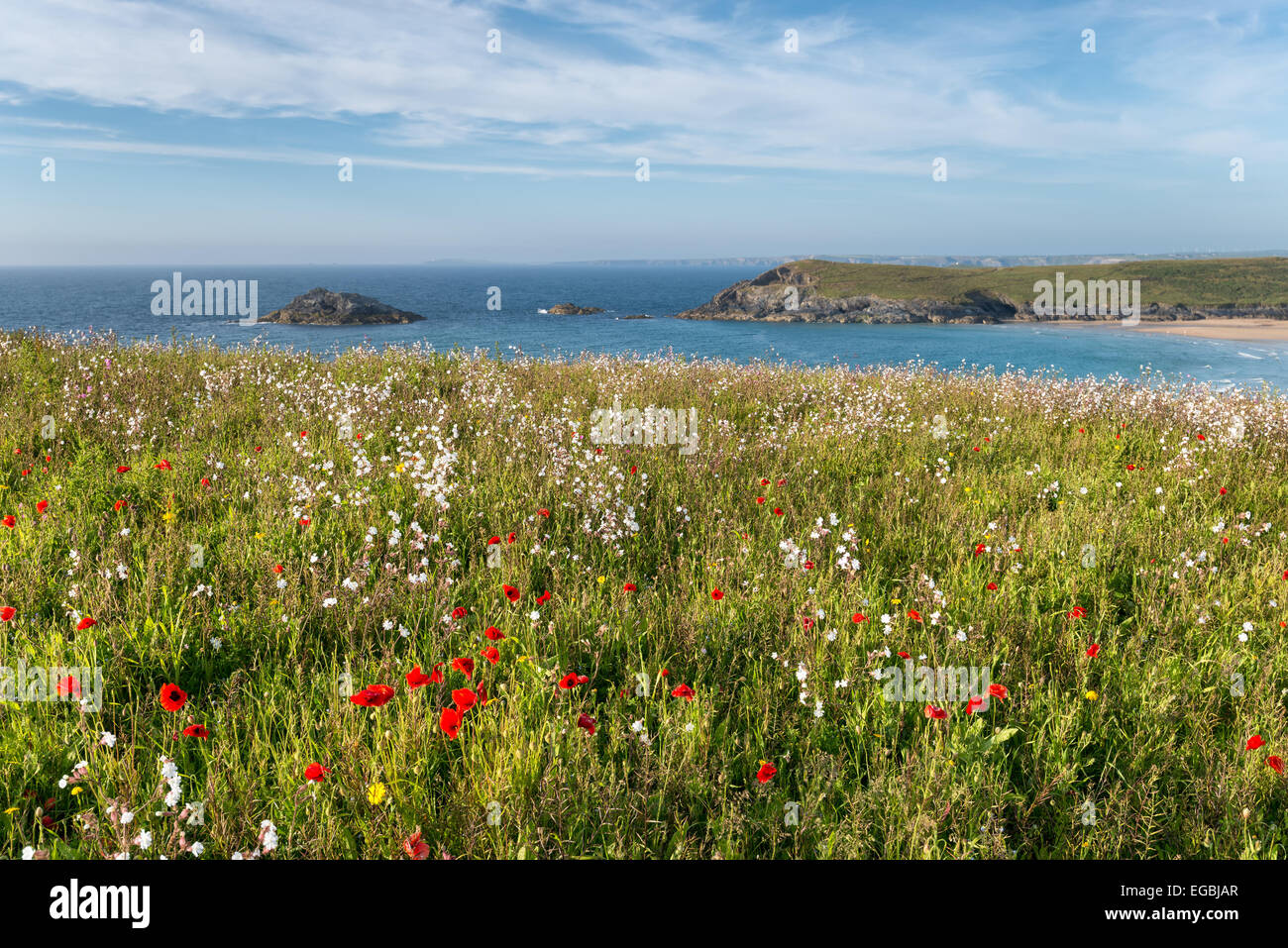 Cornish prato di fiori selvaggi sulle scogliere a pentire testa vicino a Newquay in Cornovaglia Foto Stock