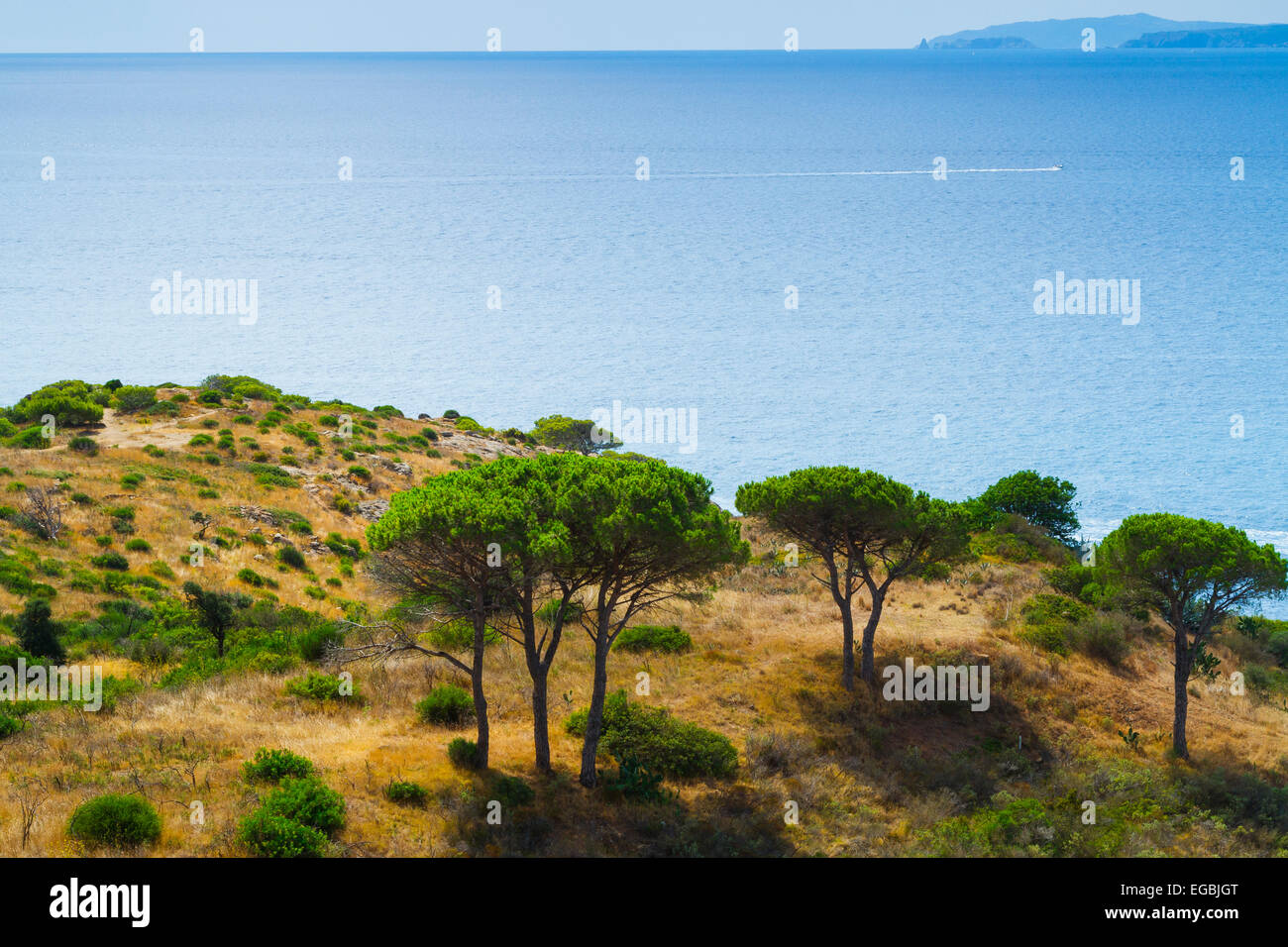 Punta Falconera. Le rose. Costa Brava, Gerona. La Catalogna, Spagna, Europa Foto Stock