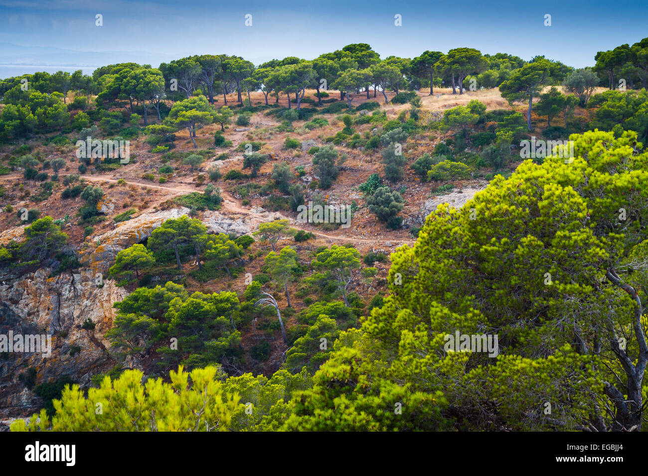 Punta Falconera. Le rose. Costa Brava, Gerona. La Catalogna, Spagna, Europa Foto Stock