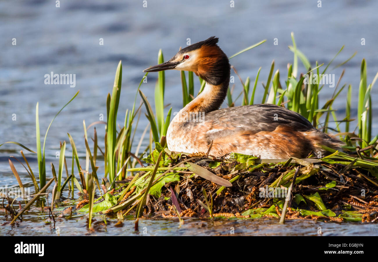 Svasso maggiore (Podiceps cristatus) Foto Stock