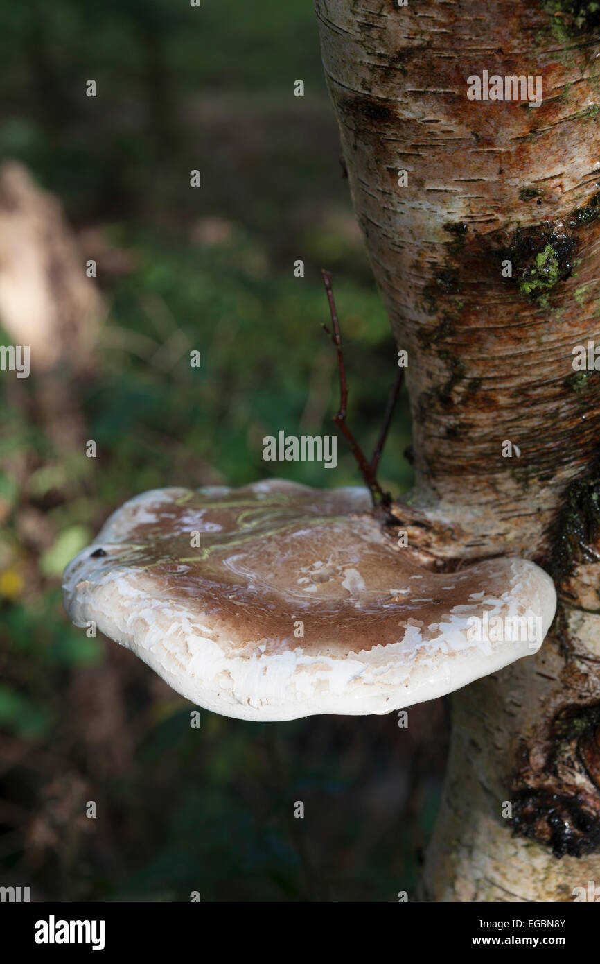 Funghi : Staffa di betulla. (Piptoporus betulinus). aka Birch Polypore. Foto Stock