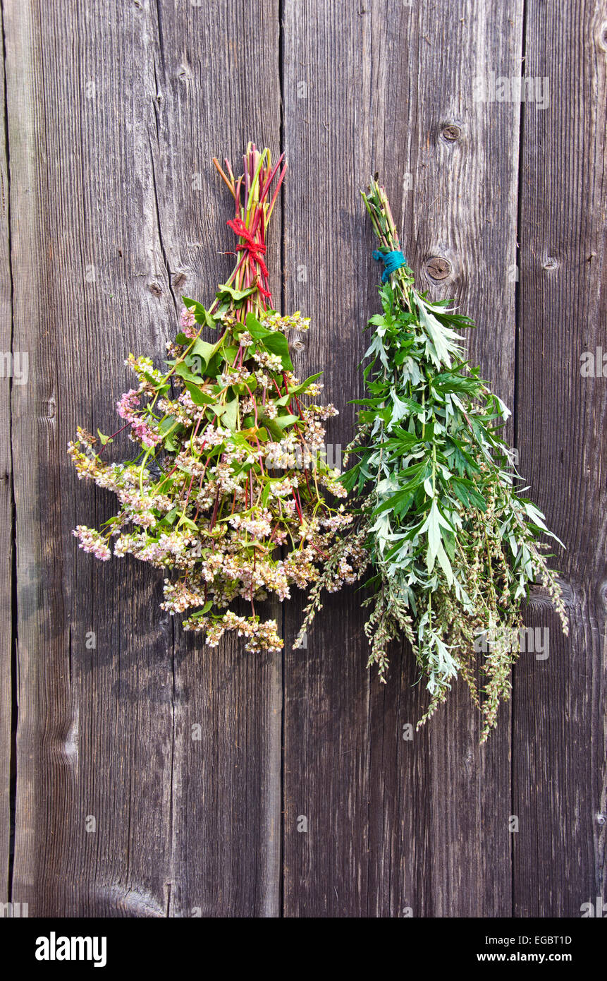 Il grano saraceno e impianto medico artemisia Artemisia vulgaris mazzetto su una vecchia fattoria in legno parete Foto Stock