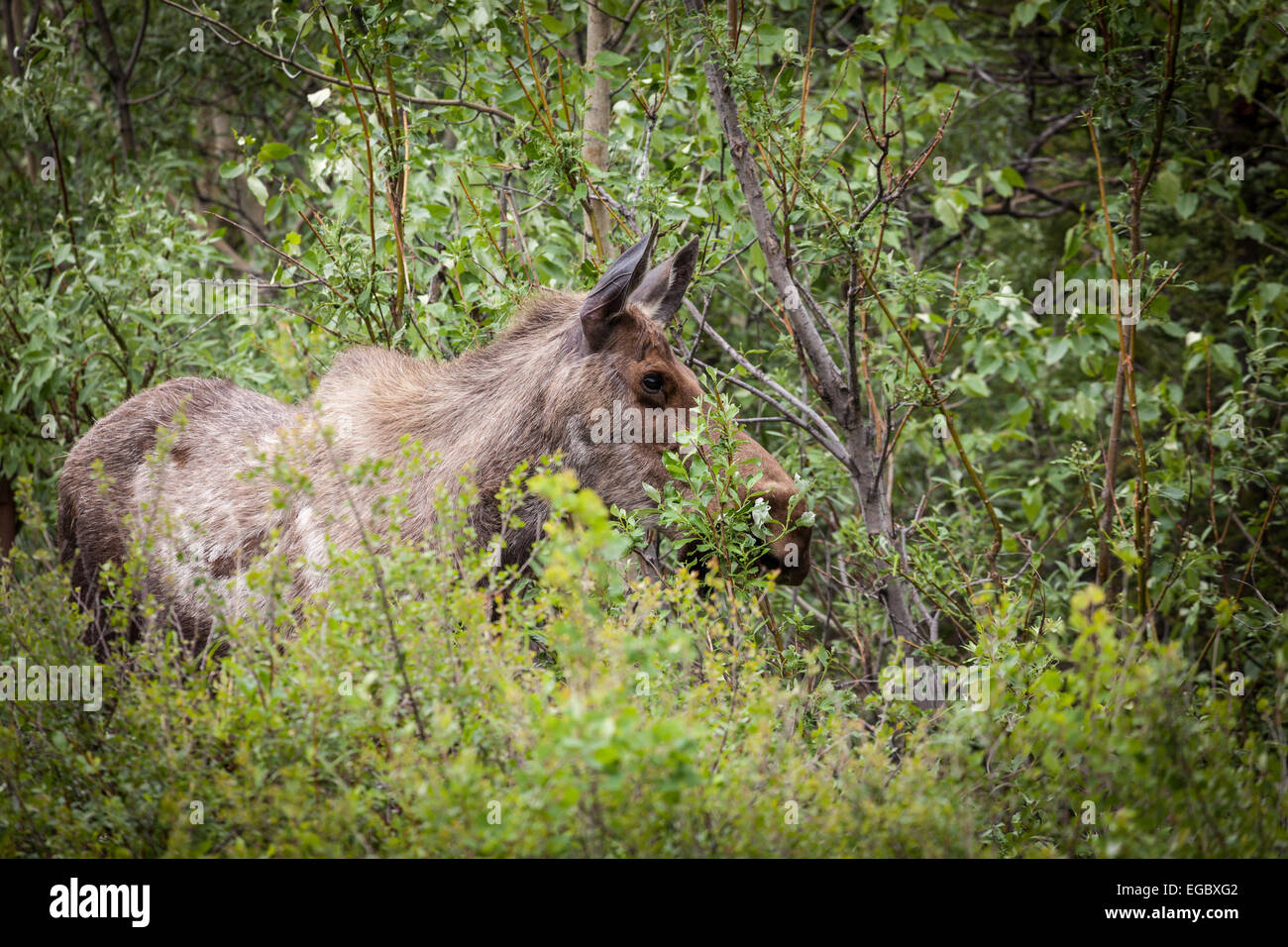 Alci nel Parco Nazionale di Denali, Alaska, Stati Uniti d'America, America del Nord. Foto Stock