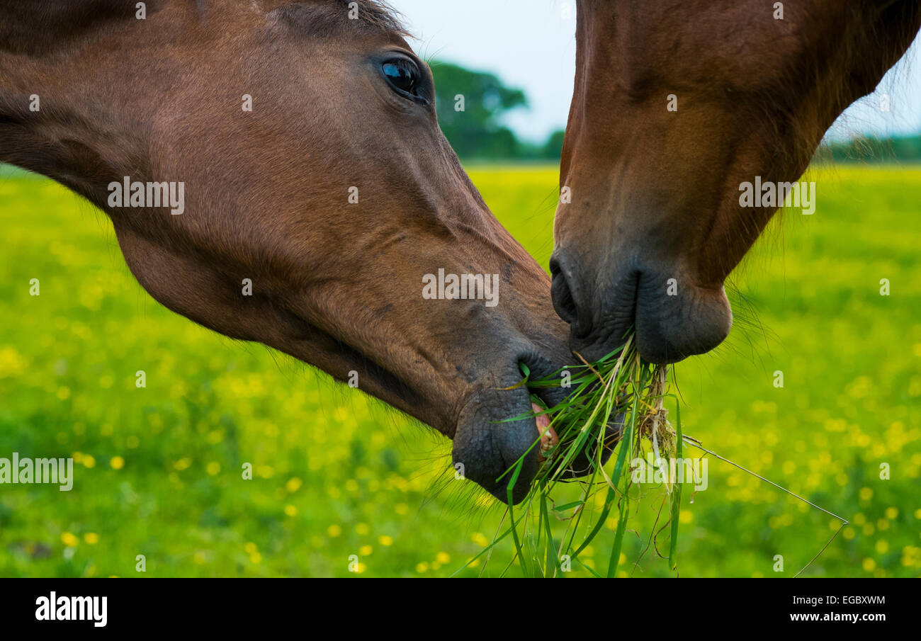 I cavalli di erba di condivisione Foto Stock