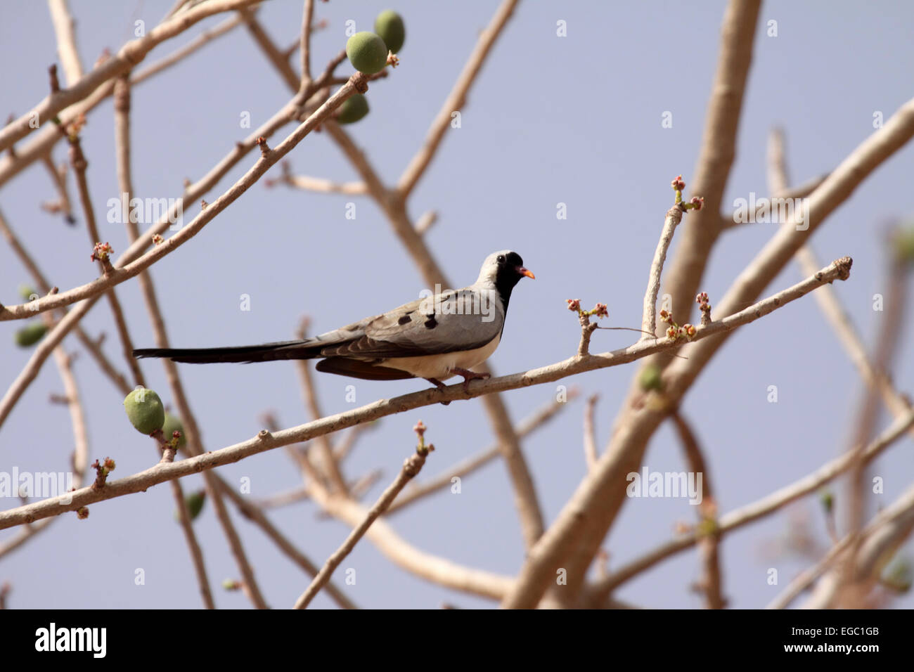 Namaqua maschio colomba arroccato nella struttura ad albero in Senegal Foto Stock