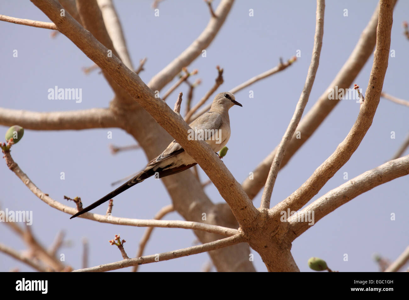 Namaqua femmina colomba arroccato nella struttura ad albero in Senegal Foto Stock