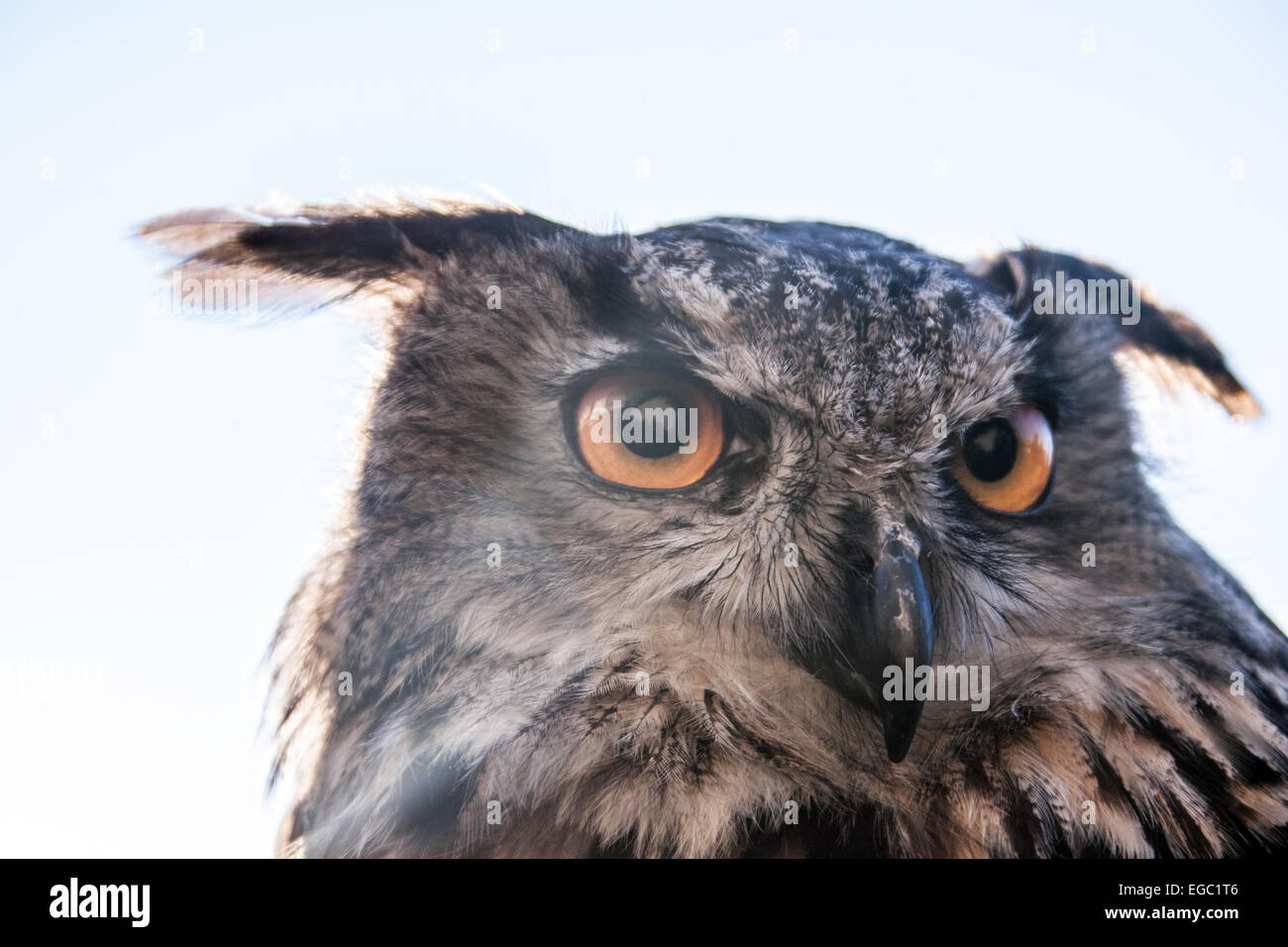 Il gufo eurasiatico (bubo bubo), una delle specie di gufo più grandi al mondo, riconosciuta per i suoi occhi arancioni e i ciuffi di orecchio prominenti. Foto Stock