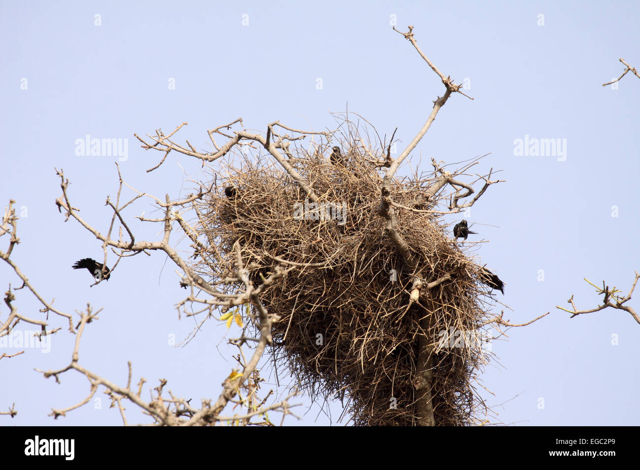 Bianco-fatturati buffalo-weaver nido comunale in alto nella struttura ad albero in Senegal Foto Stock