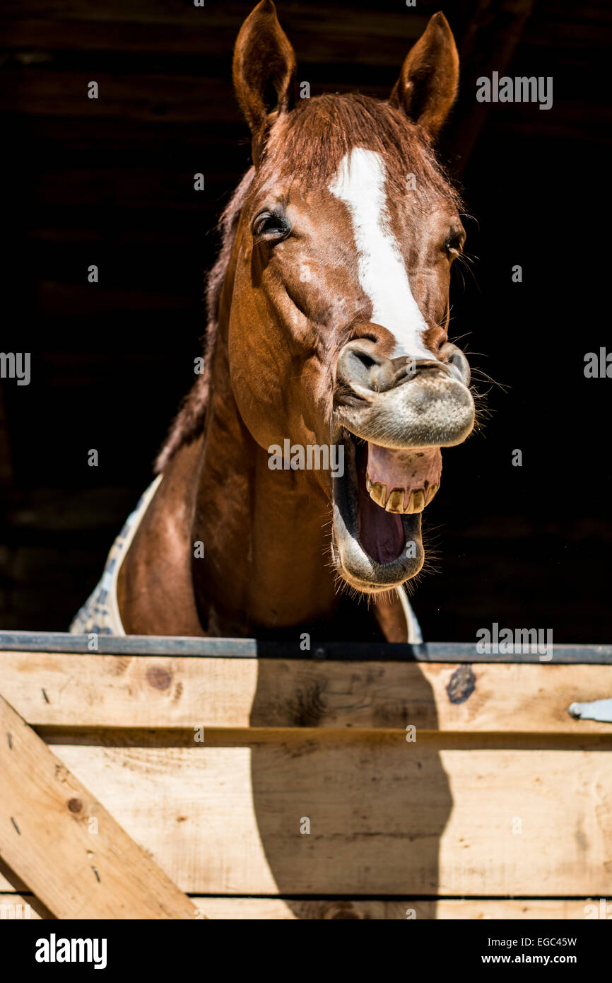 Cavallo è ridere outloud Foto Stock