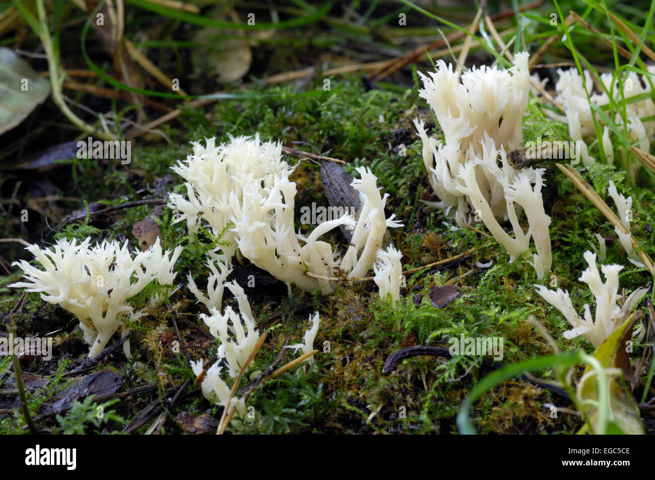 Corallo bianco fungo, clavulina coralloides (o clavulina cristata) Cresce in boschi misti, Dumfries & Galloway, Scozia Foto Stock
