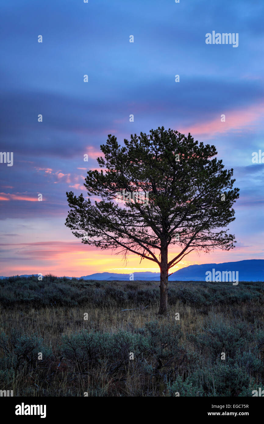 Unico albero a sunrise in Jackson Hole, Il Parco Nazionale del Grand Teton, Wyoming Foto Stock