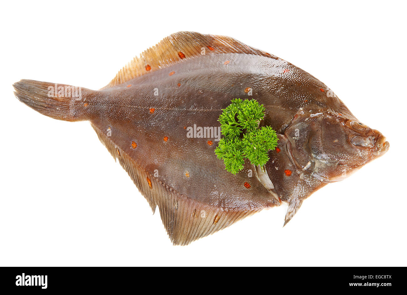 Una materie passera di mare Pesce isolato su sfondo bianco Foto Stock