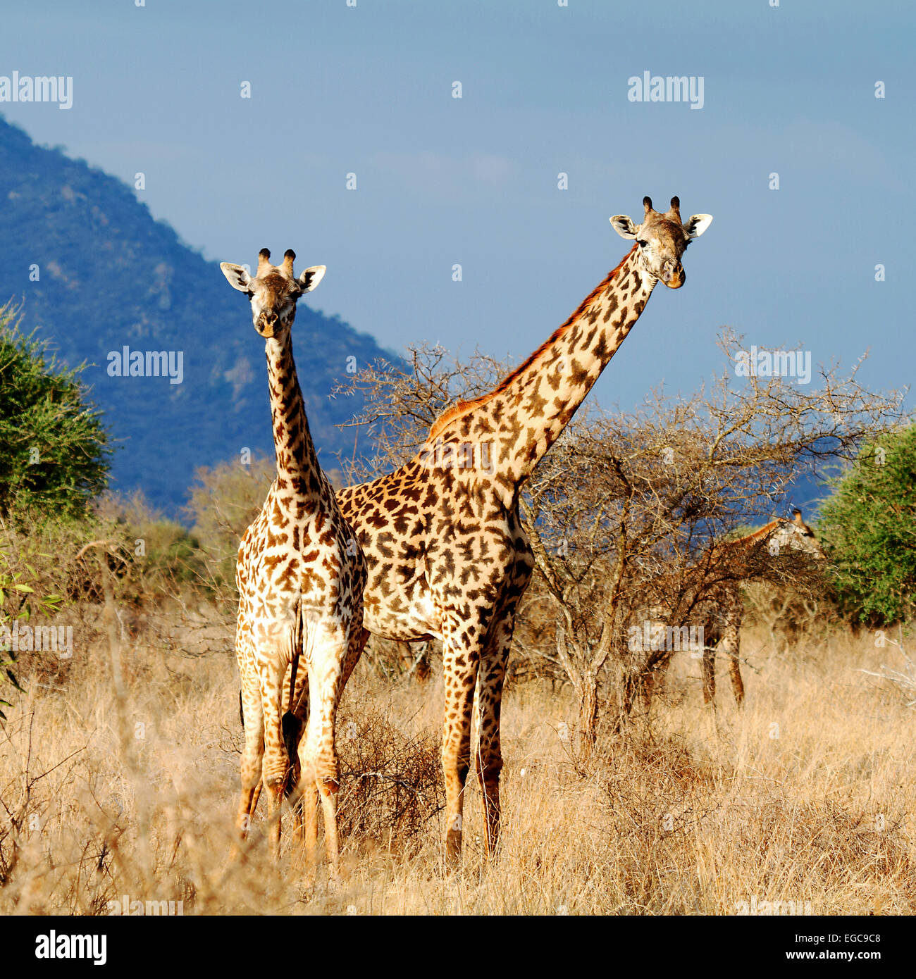 La Giraffa Masai o Maasai Giraffe, noto anche come il Kilimanjaro Giraffe in Kenya Foto Stock